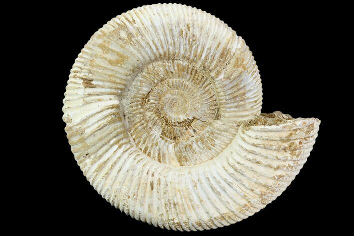 Perisphinctes Ammonite - Jurassic #108701